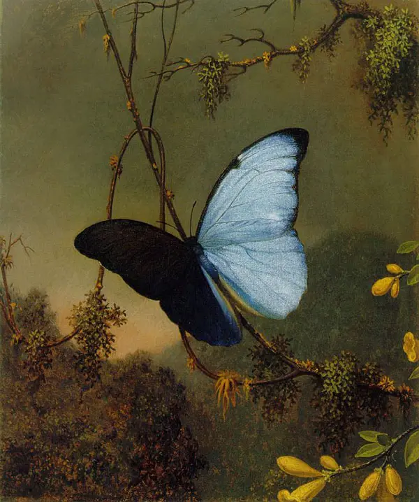 Blue Morpho Butterfly By Martin Johnson Heade