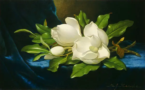 Giant Magnolias on a Blue Velvet Cloth1890 By Martin Johnson Heade