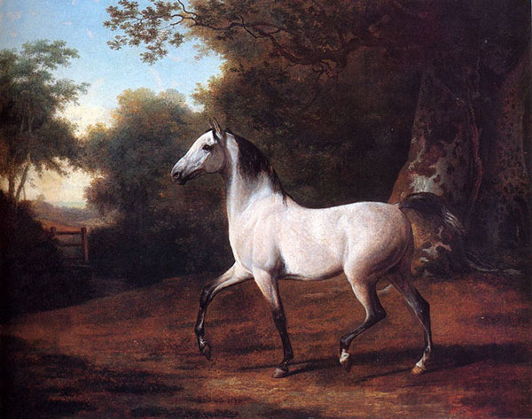 A Grey Arab Stallion In A Wooded | Oil Painting Reproduction