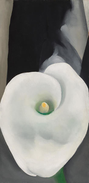 Cala Lily for Alfred 1927 by Georgia O'Keeffe | Oil Painting Reproduction