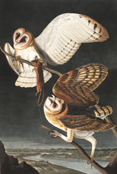 Barn Owl By John James Audubon