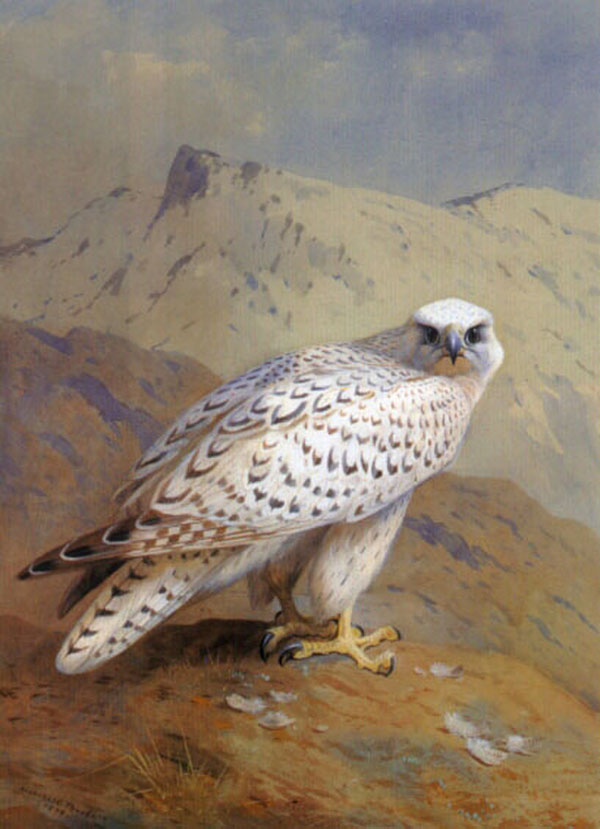 A Greenland or Gyr Falcon | Oil Painting Reproduction