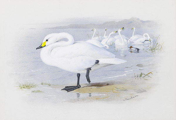 Bewick's Swan 1935 by Archibald Thorburn | Oil Painting Reproduction
