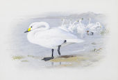Bewick's Swan 1935 By Archibald Thorburn