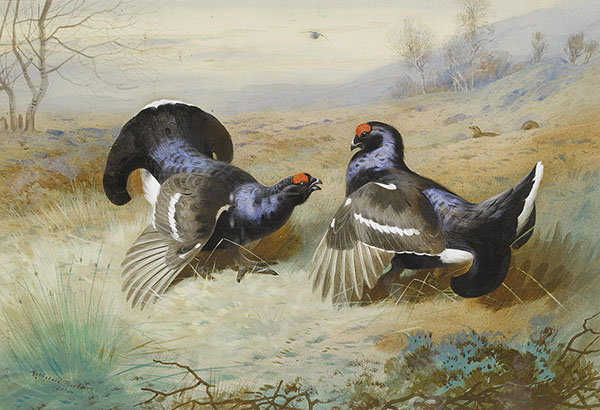 Blackcocks at The Lek 1901 | Oil Painting Reproduction