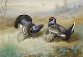 Blackcocks at The Lek 1901 By Archibald Thorburn