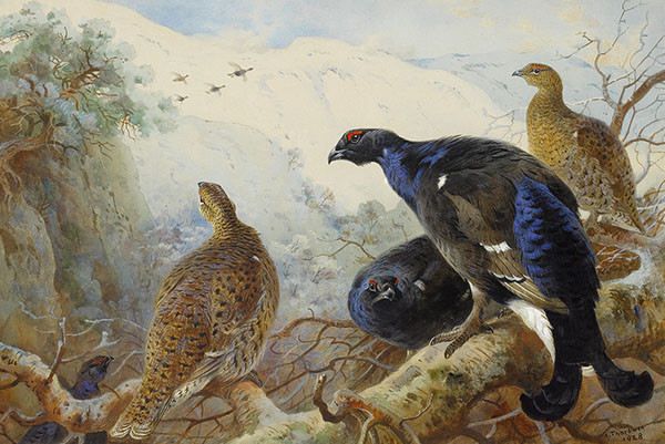 Blackgame 1928 by Archibald Thorburn | Oil Painting Reproduction