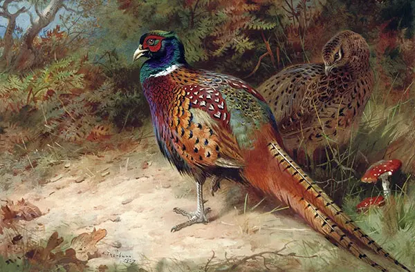 Cock and Hen Common Pheasant By Archibald Thorburn