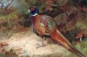 Cock and Hen Common Pheasant By Archibald Thorburn