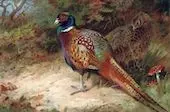 Cock and Hen Common Pheasant By Archibald Thorburn