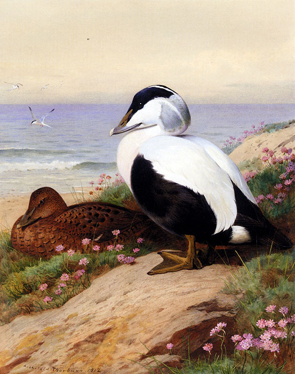 Common Eider Ducks 1912 by Archibald Thorburn | Oil Painting Reproduction