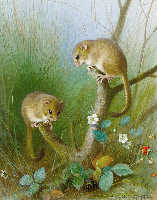 Dormice 1903 by Archibald Thorburn | Oil Painting Reproduction