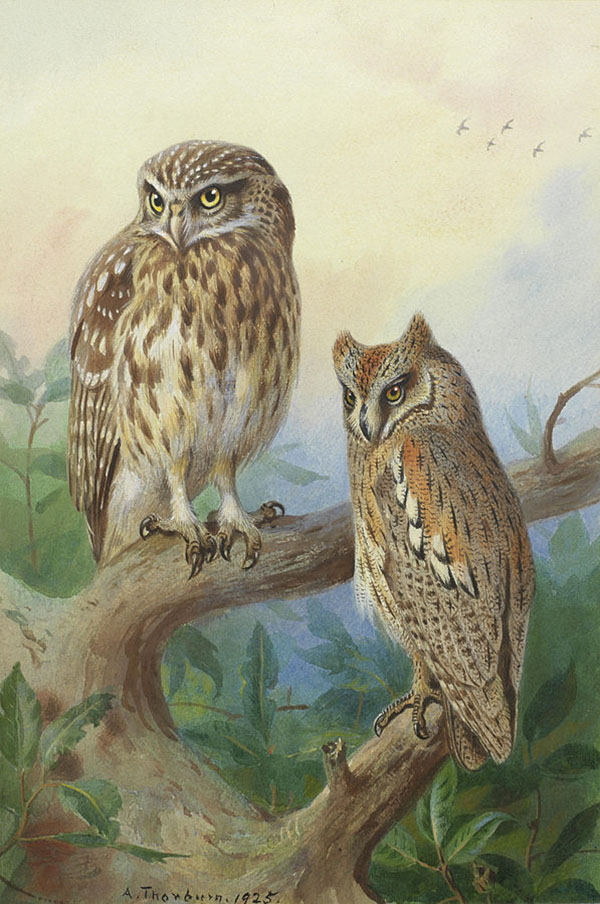 Little Owl and Scops Owl 1925 | Oil Painting Reproduction