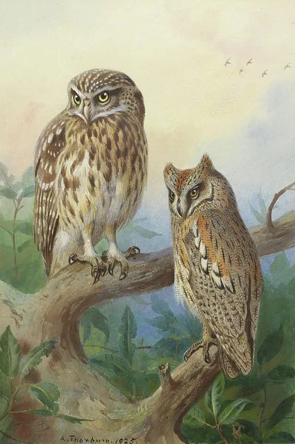 Little Owl and Scops Owl 1925 By Archibald Thorburn