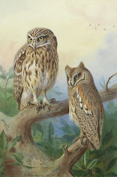 Little Owl and Scops Owl 1925 By Archibald Thorburn