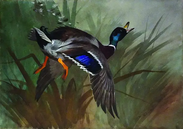 Mallard Duck in Flight 1897 By Archibald Thorburn