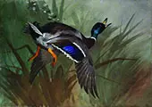 Mallard Duck in Flight 1897 By Archibald Thorburn