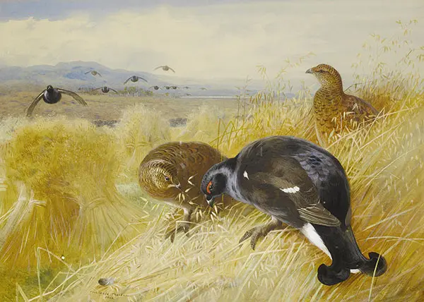 On The Stooks Blackgame 1902 By Archibald Thorburn