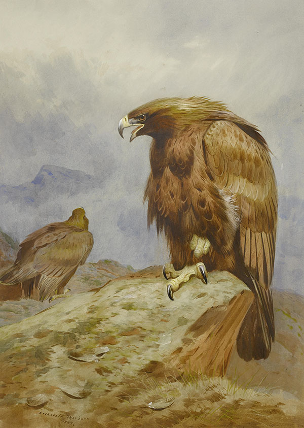 Pair of Golden Eagles by Archibald Thorburn | Oil Painting Reproduction