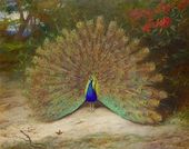 Peacock and Peacock Butterfly By Archibald Thorburn