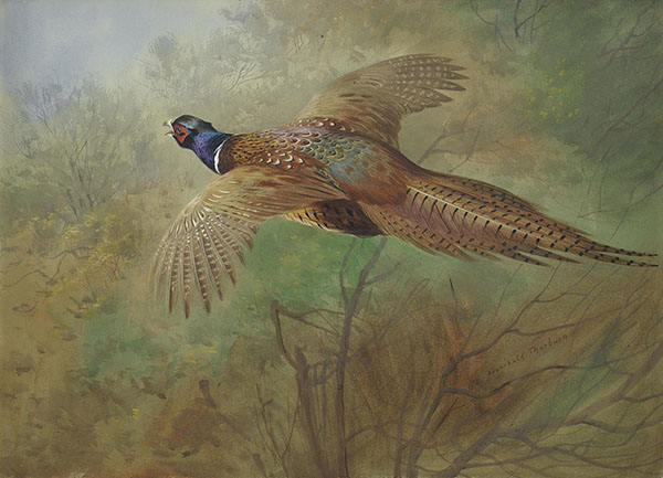 Pheasant in Flight by Archibald Thorburn | Oil Painting Reproduction