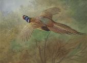 Pheasant in Flight By Archibald Thorburn