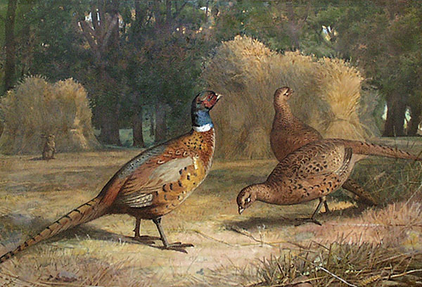 Pheasants by Archibald Thorburn | Oil Painting Reproduction