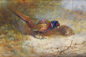 Pheasants 1918 By Archibald Thorburn