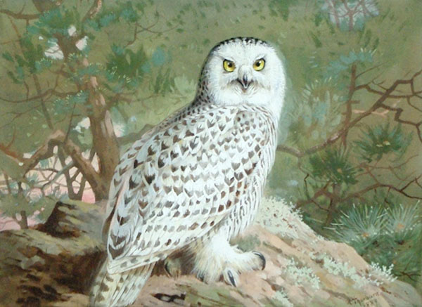 Snowy Owl 1889 by Archibald Thorburn | Oil Painting Reproduction