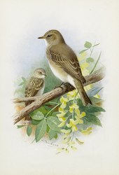Spotted Flycatchers By Archibald Thorburn