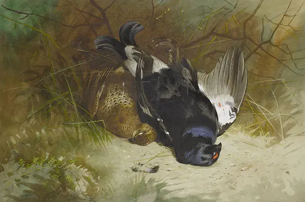 Still Life of a Pair of Blackgame 1896 By Archibald Thorburn