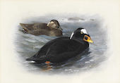 Surf Scoter 1935 By Archibald Thorburn