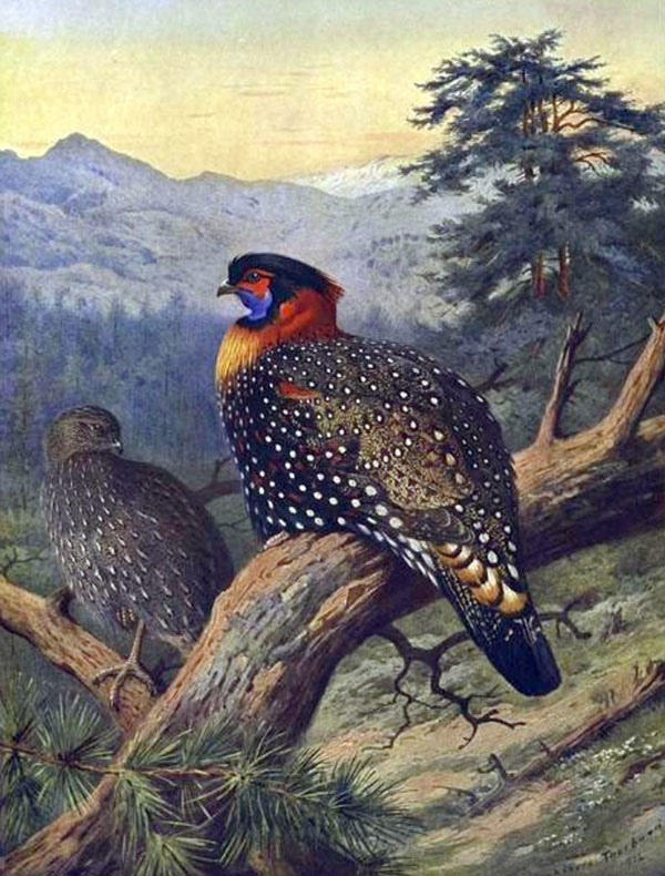 Western Tragopan by Archibald Thorburn | Oil Painting Reproduction