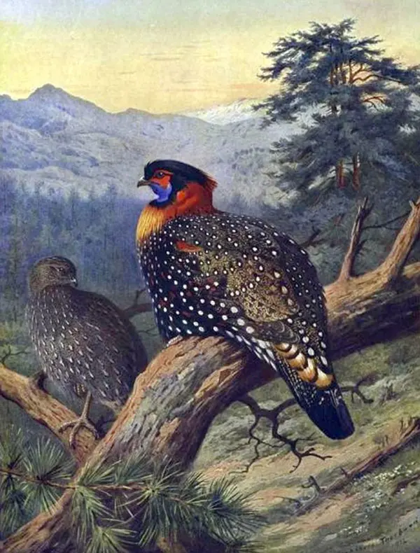Western Tragopan By Archibald Thorburn