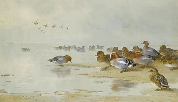 Wigeon and Teal by The Water's Edge 1906 By Archibald Thorburn
