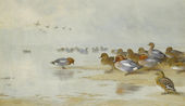 Wigeon and Teal by The Water's Edge 1906 By Archibald Thorburn