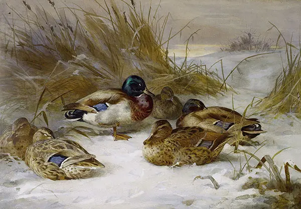 Winter Landscape with Mallard 1935 By Archibald Thorburn