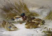 Winter Landscape with Mallard 1935 By Archibald Thorburn