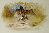 Woodcock in a Sandy Hollow 1935 By Archibald Thorburn