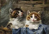 Two Kittens in a Basket with Blue Cloth By Julius Adam