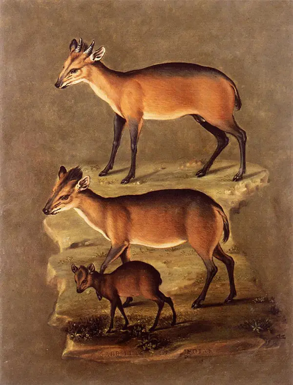 Mammals By Giuseppe Arcimboldo