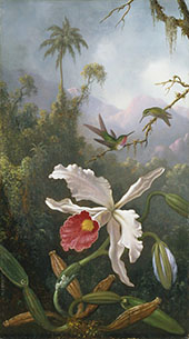 Two Hummingbirds Above a White Orchid By Martin Johnson Heade