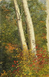 Birch Trees in Autumn 1865 By Frederic Edwin Church