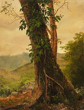 Drawing Tree with Vines Jamaica West Indies By Frederic Edwin Church