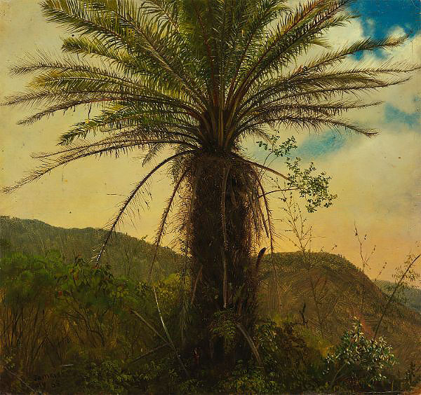 Tree Fern Jamaica July 1865 | Oil Painting Reproduction