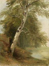A Birch Tree 1860 By Asher Brown Durand