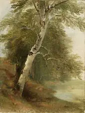 A Birch Tree 1860 By Asher Brown Durand