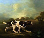 A Pointer By George Stubbs