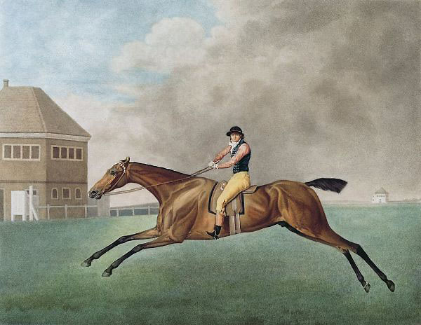 Baronet 1794 by George Stubbs | Oil Painting Reproduction