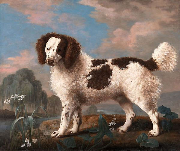 Brown and White Norfolk or Water Spaniel | Oil Painting Reproduction